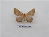 藏品(尺蛾268)的圖片